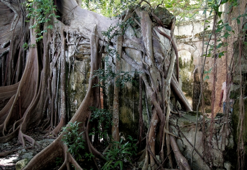 Expos arbre racine petit canal